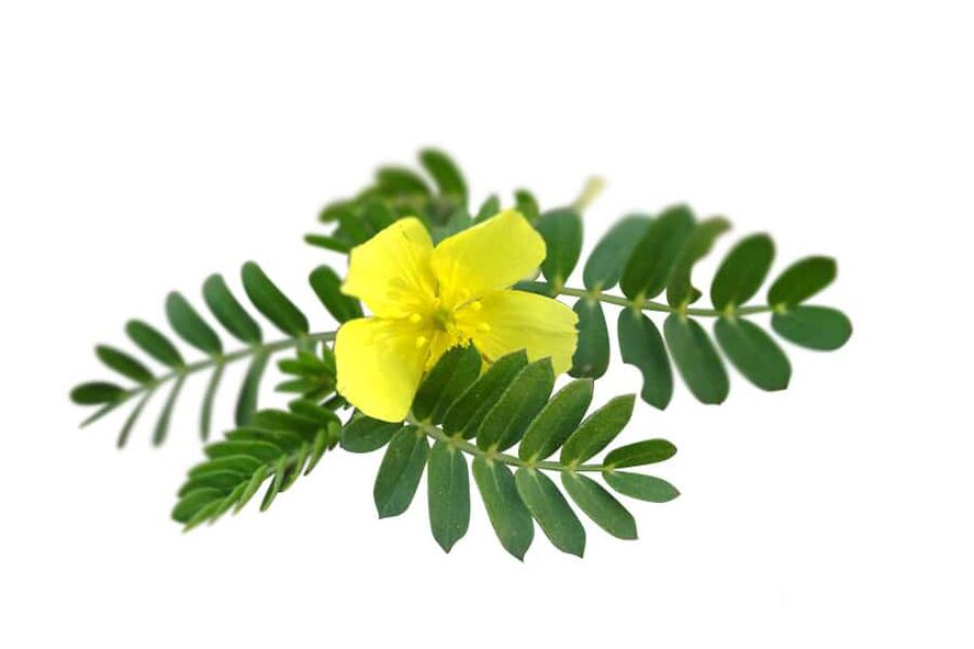 Tribulus terrestris a Glucoren részeként